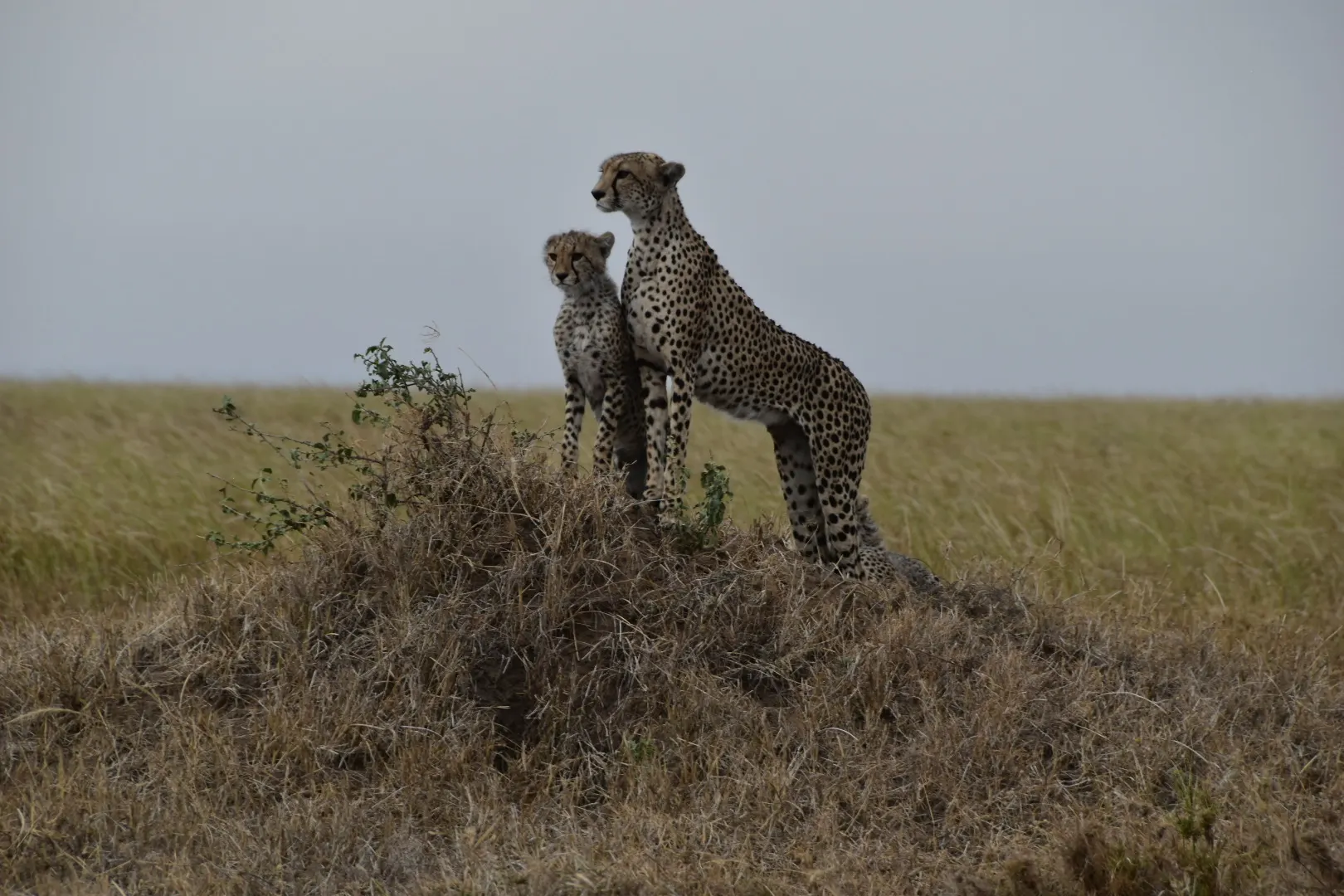 Two cheetahs standing watch in a Tanzanian animal reserve. Photo by Leslie P.