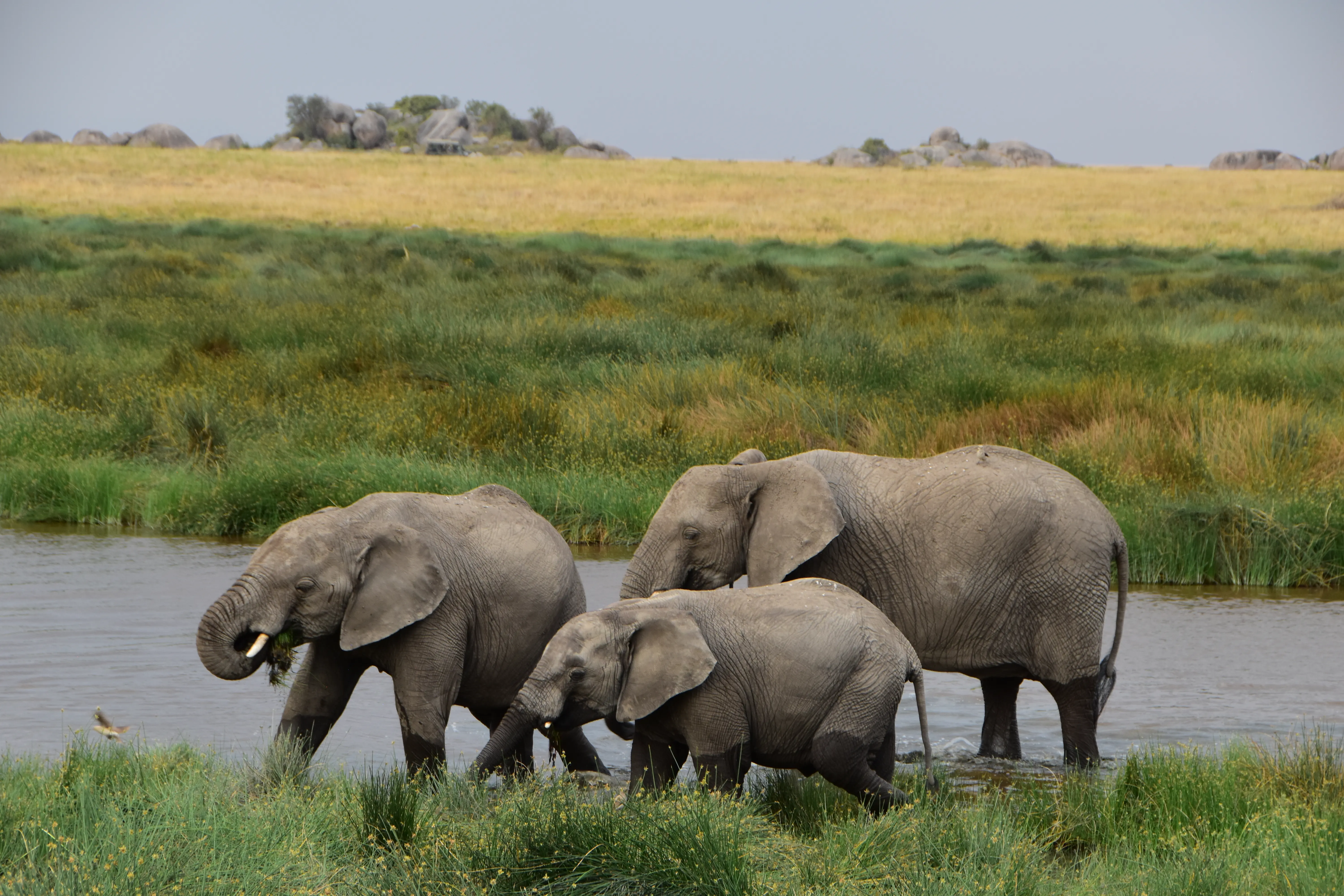 Three elephants at a watering hole in a Tanzanian animal reserve. Photo by Leslie P.