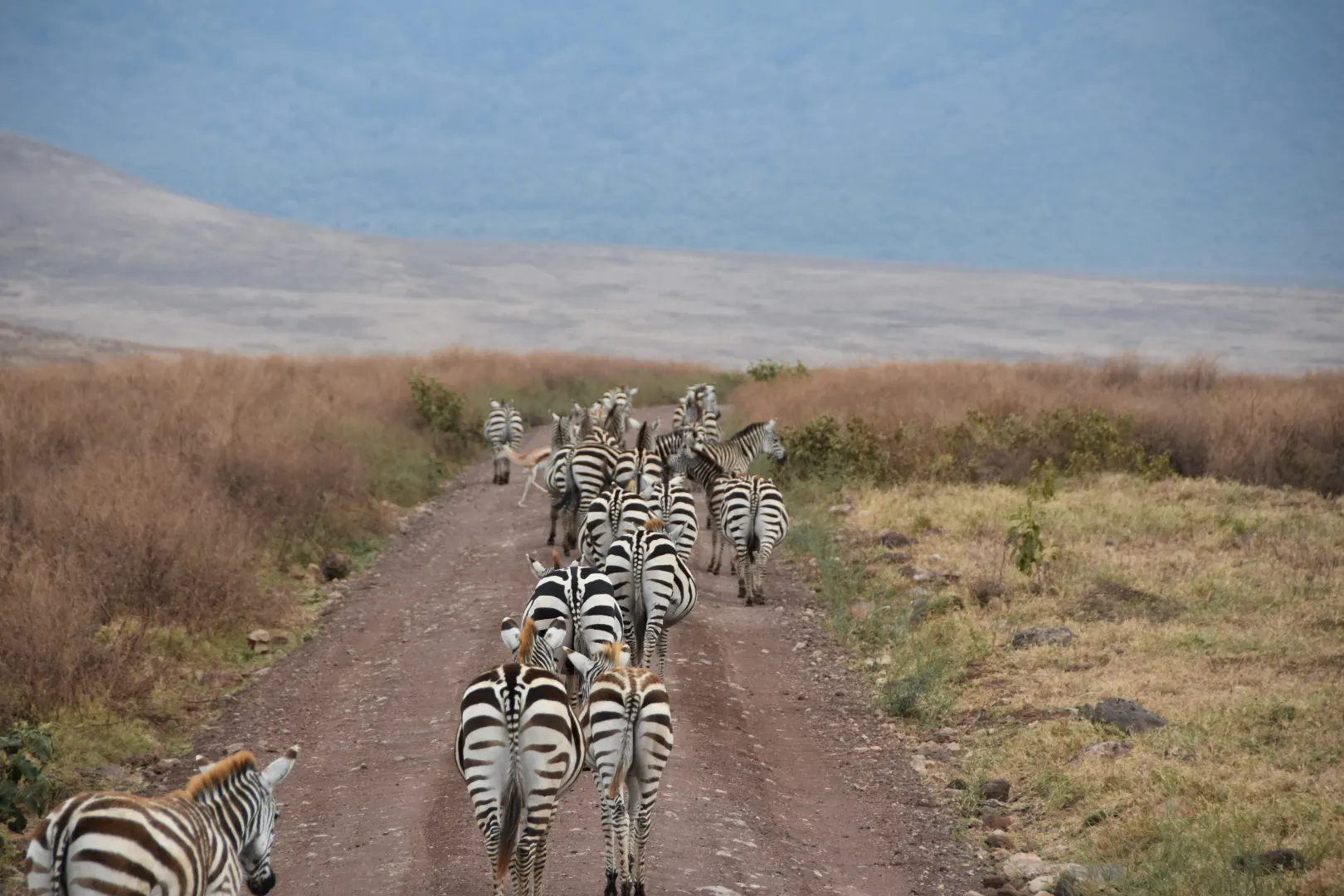 A dazzle of zebras walking down a dirt road in a Tanzanian animal reserve. Photo by Leslie P.