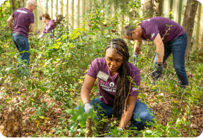 Ally volunteers clear brush and plant native species in a wooded conservation area