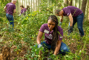 a group of Ally employees gardening