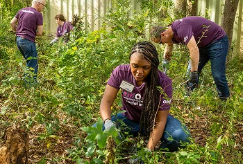 a group of Ally employees gardening