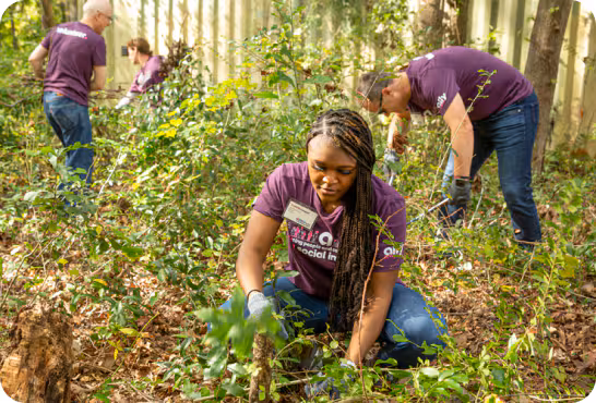 A woman and two men wearing jeans and purple ally volunteer t-shirts are outside in the woods planting trees.