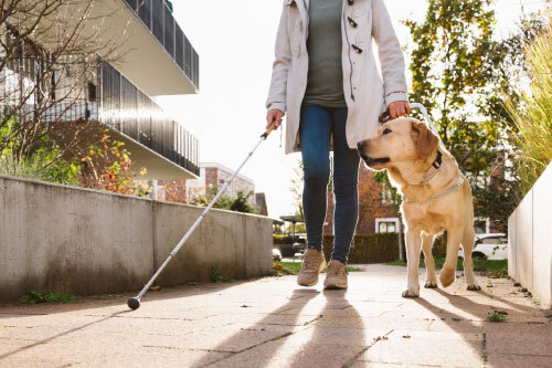 Person walking down a sidewalk on a sunny day, with a white cane in their right hand and a leash in the left, as an adorable labrador retriever walks beside them.