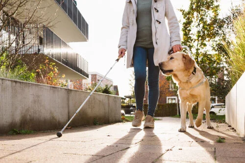 Person walking down a sidewalk on a sunny day, with a white cane in their right hand and a leash in the left, as an adorable labrador retriever walks beside them.